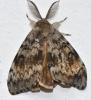 Lymantria dispar